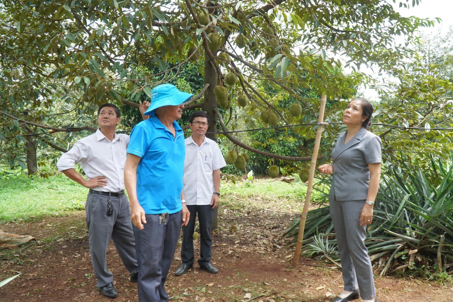 BÍ THƯ HUYỆN ỦY NGUYỄN THỊ XUÂN HÒA ĐI THĂM CÁC MÔ HÌNH SẢN XUẤT NÔNG NGHIỆP TRÊN ĐỊA BÀN XÃ PHƯỚC TÂN