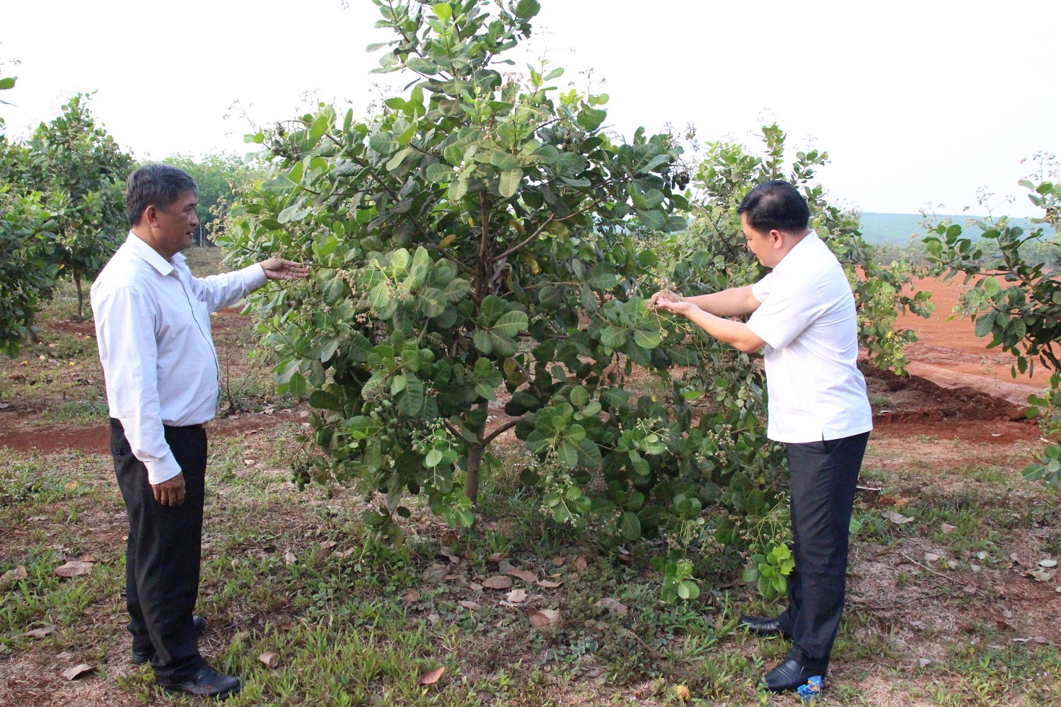 LÃNH ĐẠO HI88 LỪA ĐẢO
 KIỂM TRA VƯỜN ĐIỀU GIAI ĐOẠN ĐẬU TRÁI.