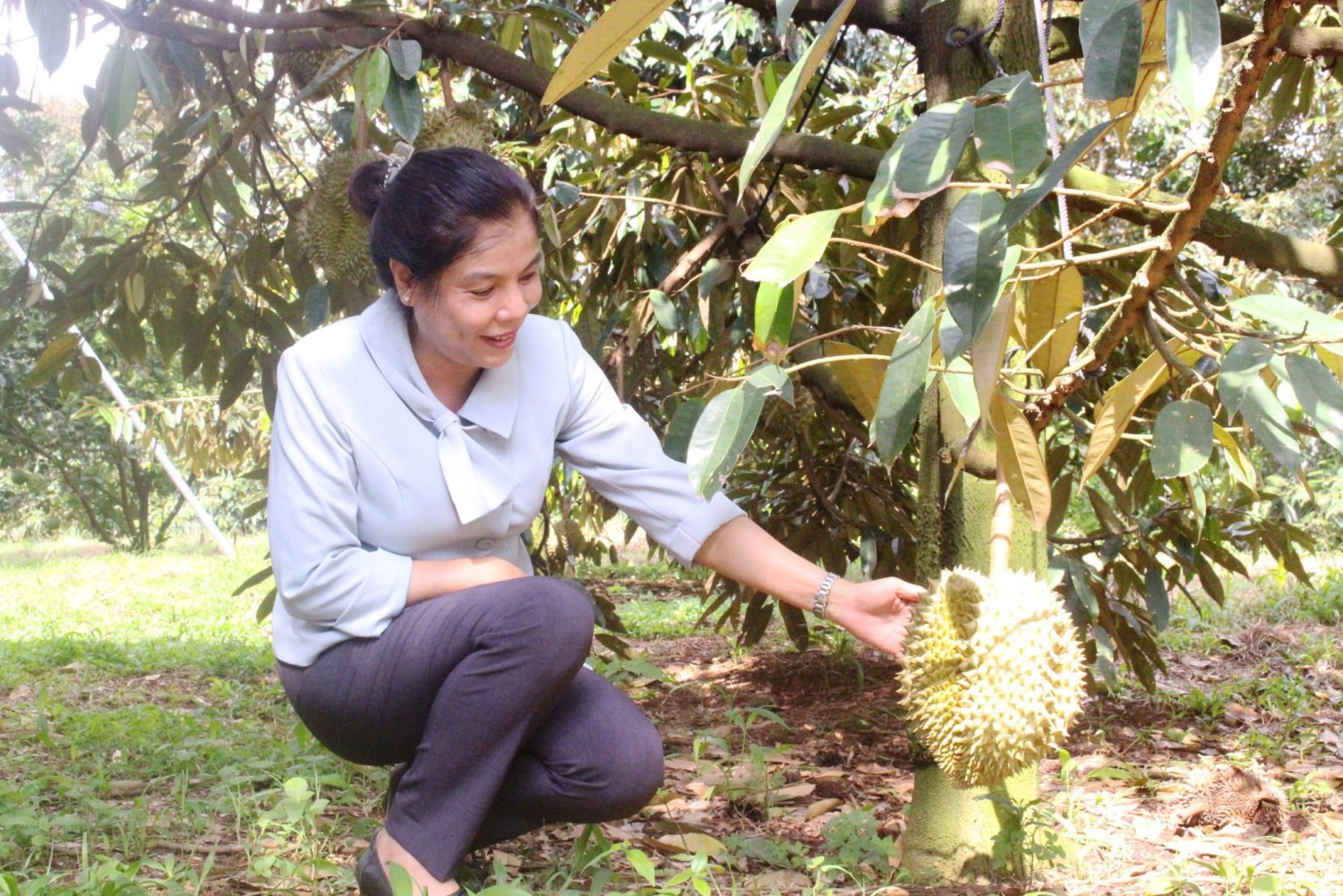 CẦN QUẢNG BÁ THƯƠNG HIỆU TRÁI SẦU RIÊNG PHÚ RIỀNG