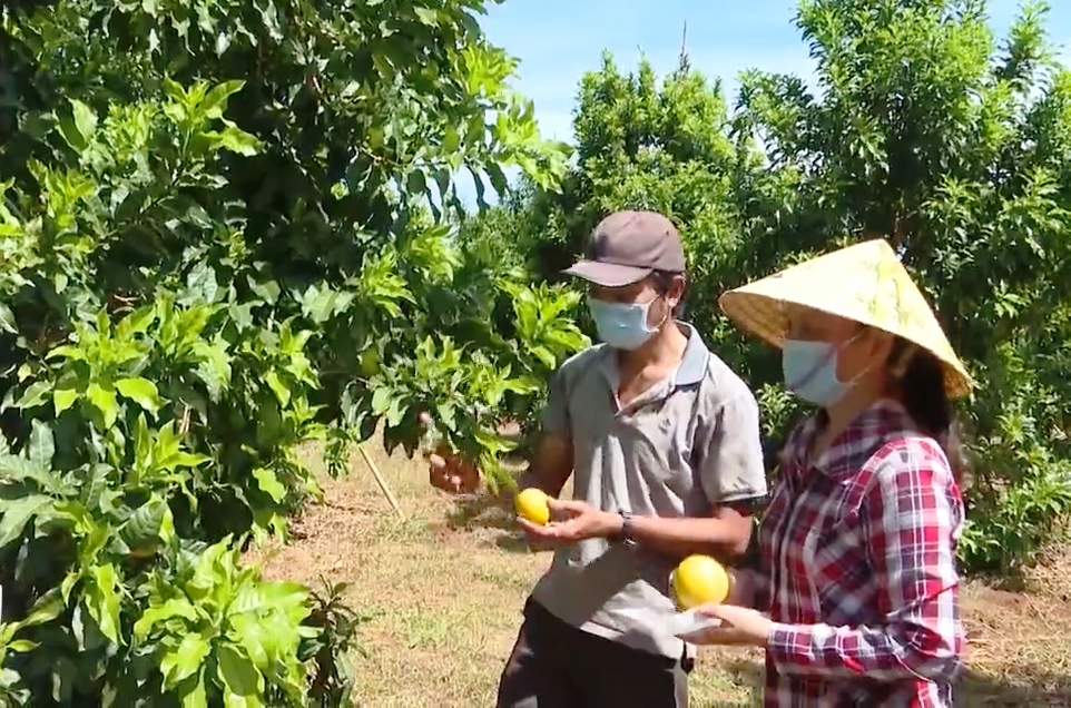 Vú sữa Hoàng Kim - cây trồng nhiều tiềm năng